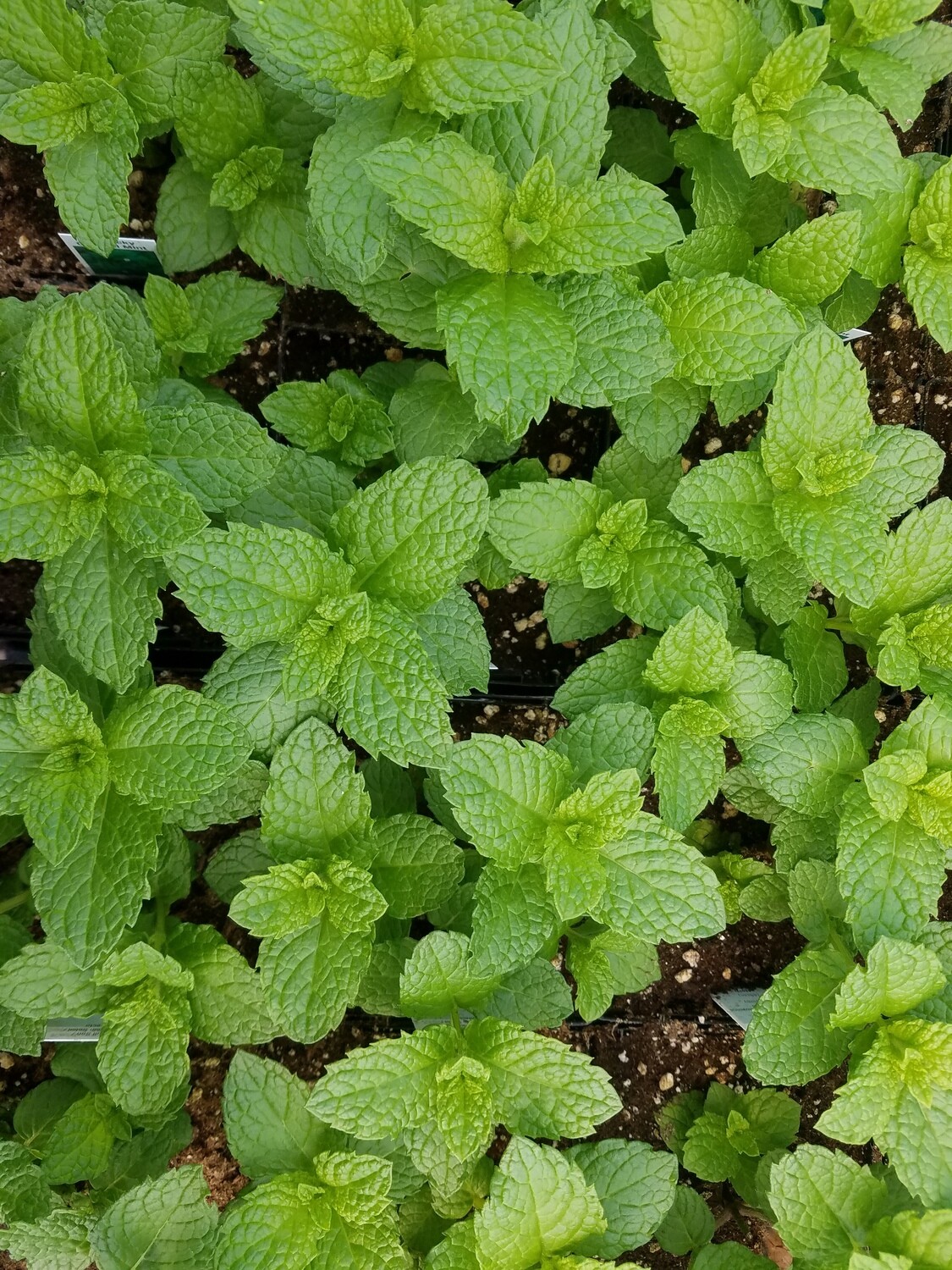 Herb Plant Assortment for Early Planting