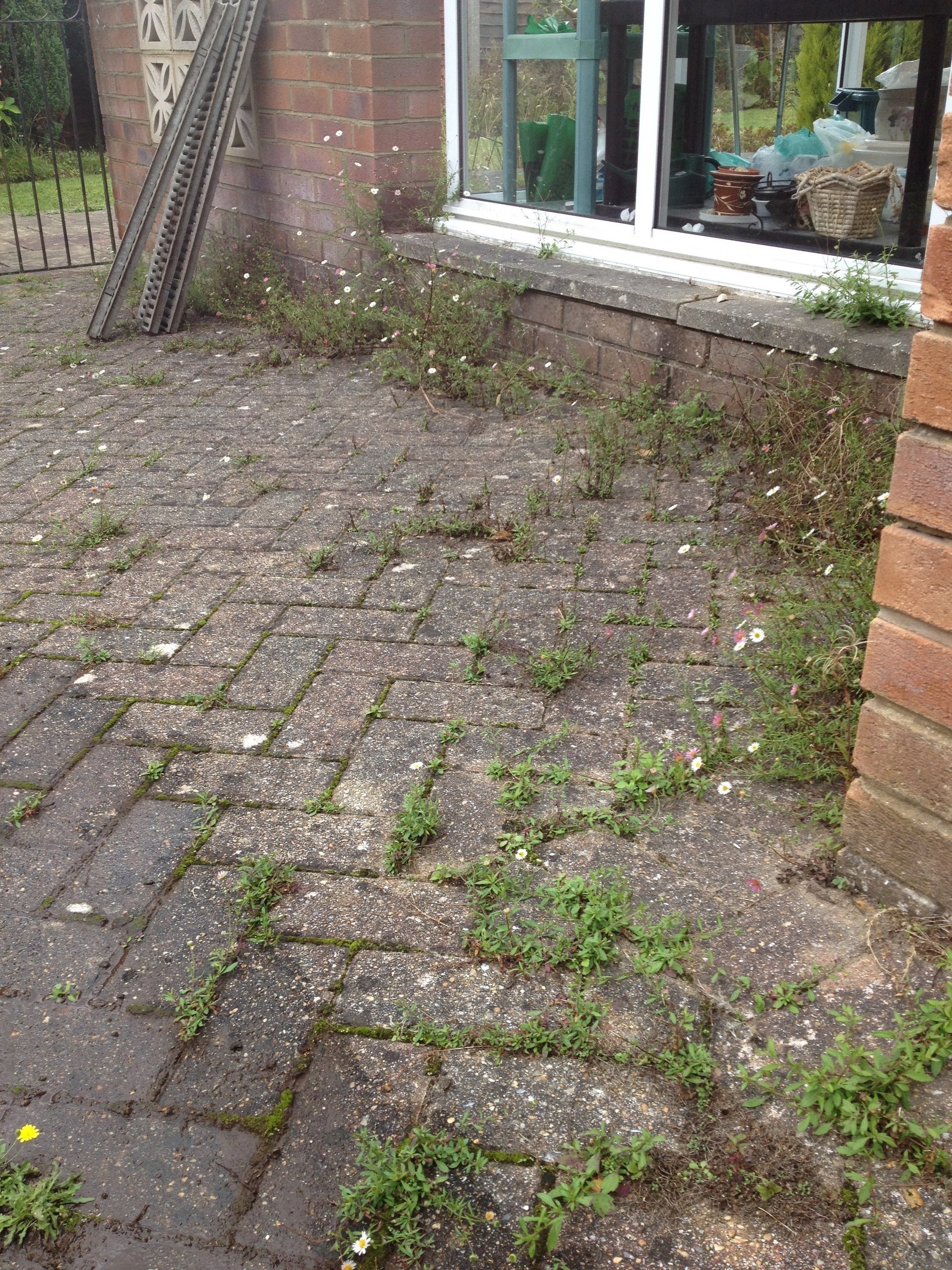 Top 6 Most Effective Organic Weed Killers [Mar 2024] Reviews