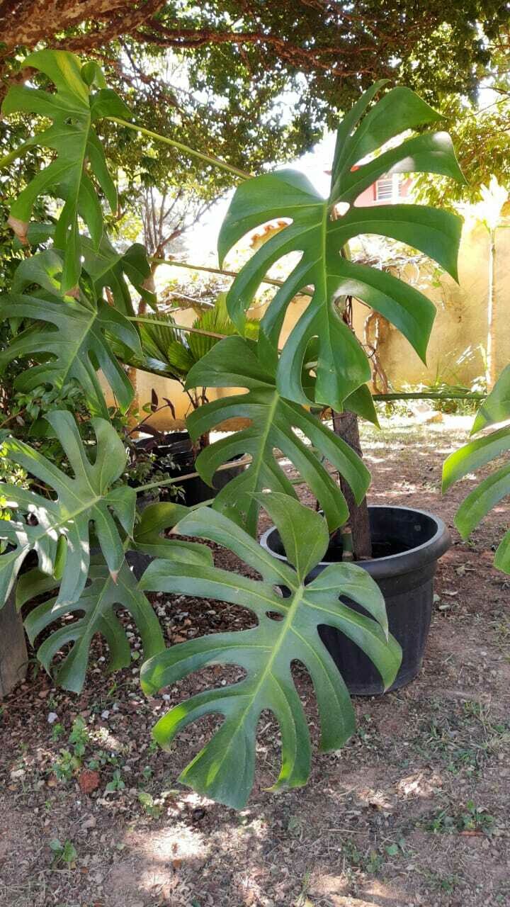 Costela de Adão (Monstera Deliciosa) 0,90