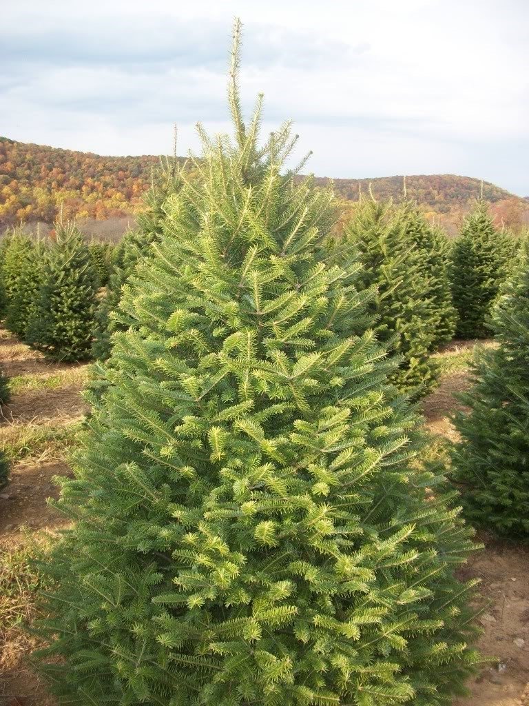 7' 8' Premium Canaan Fir