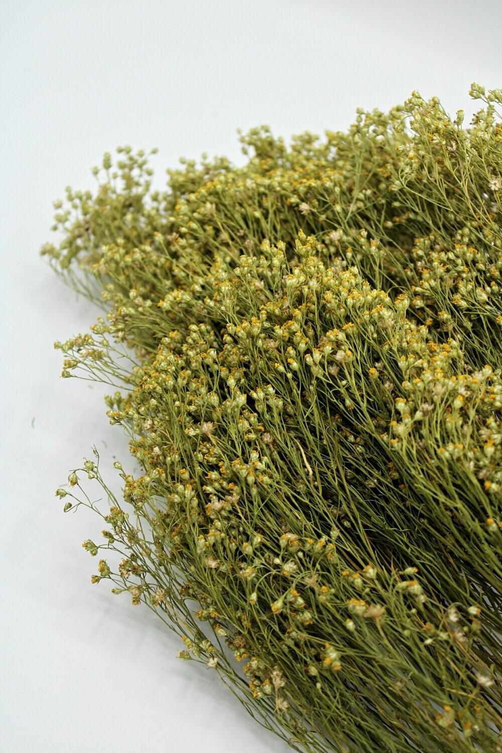 Broom Bloom, natural