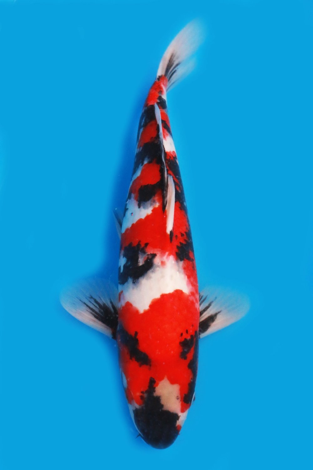 Rencontre black gay gard