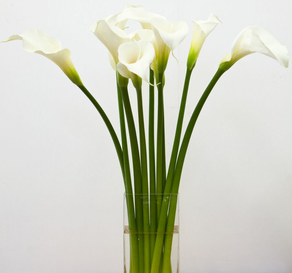 Callas by Twigs Florist
