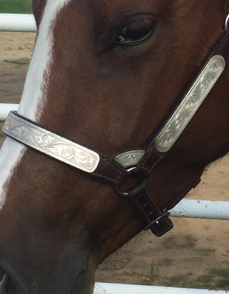 Halters & Lead Ropes