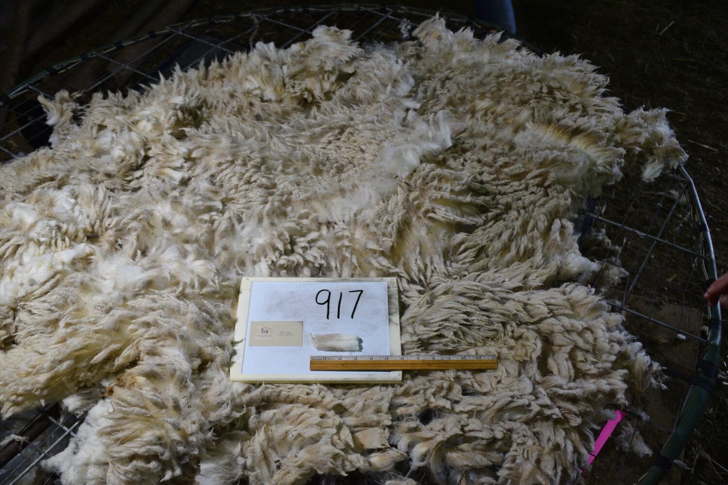 Raw Targhee Lamb Fleece 917 "Daisey"