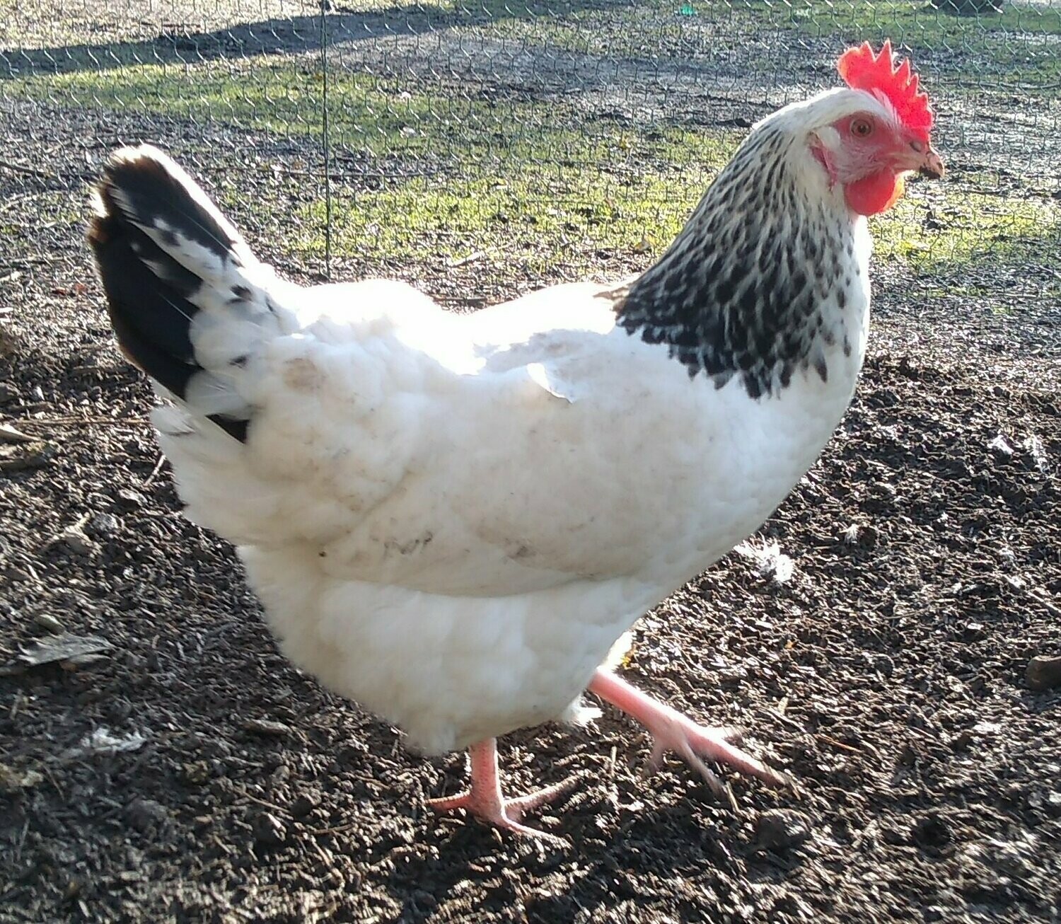 Light Sussex Pure Breed Hen (16 weeks old)