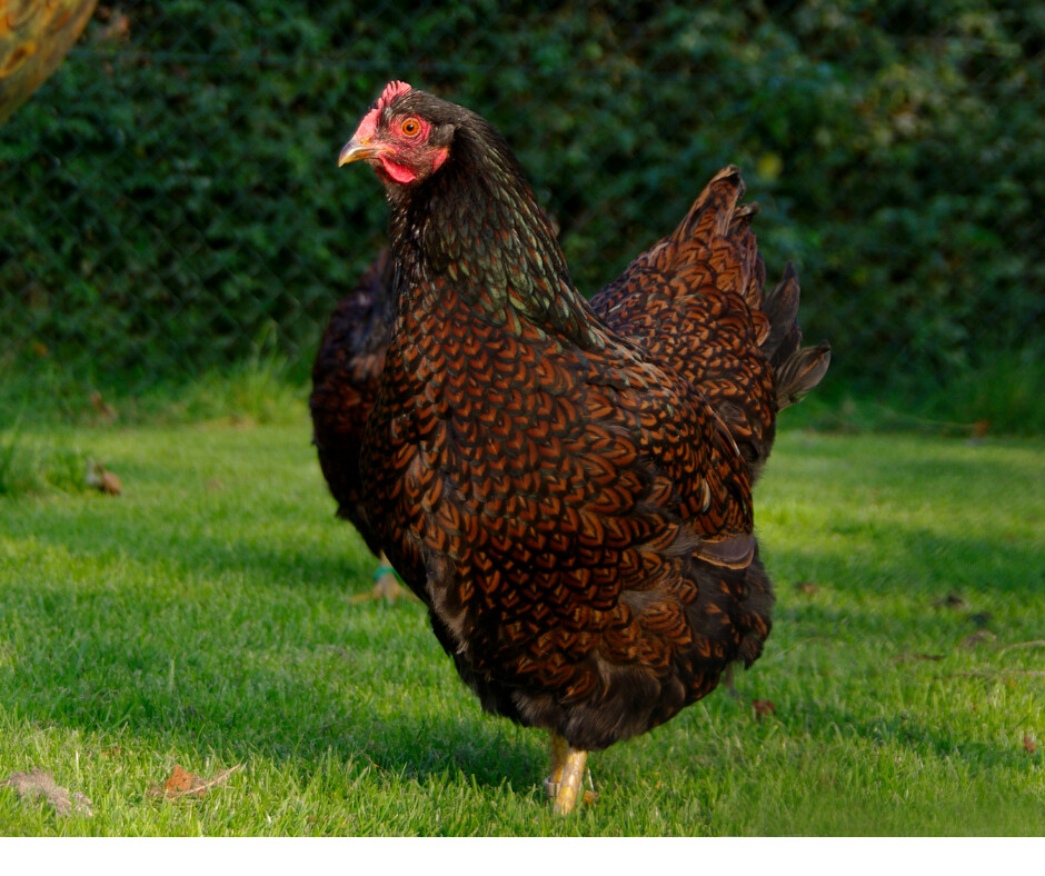 Barnevelder Hatching Eggs (Pack of 6)