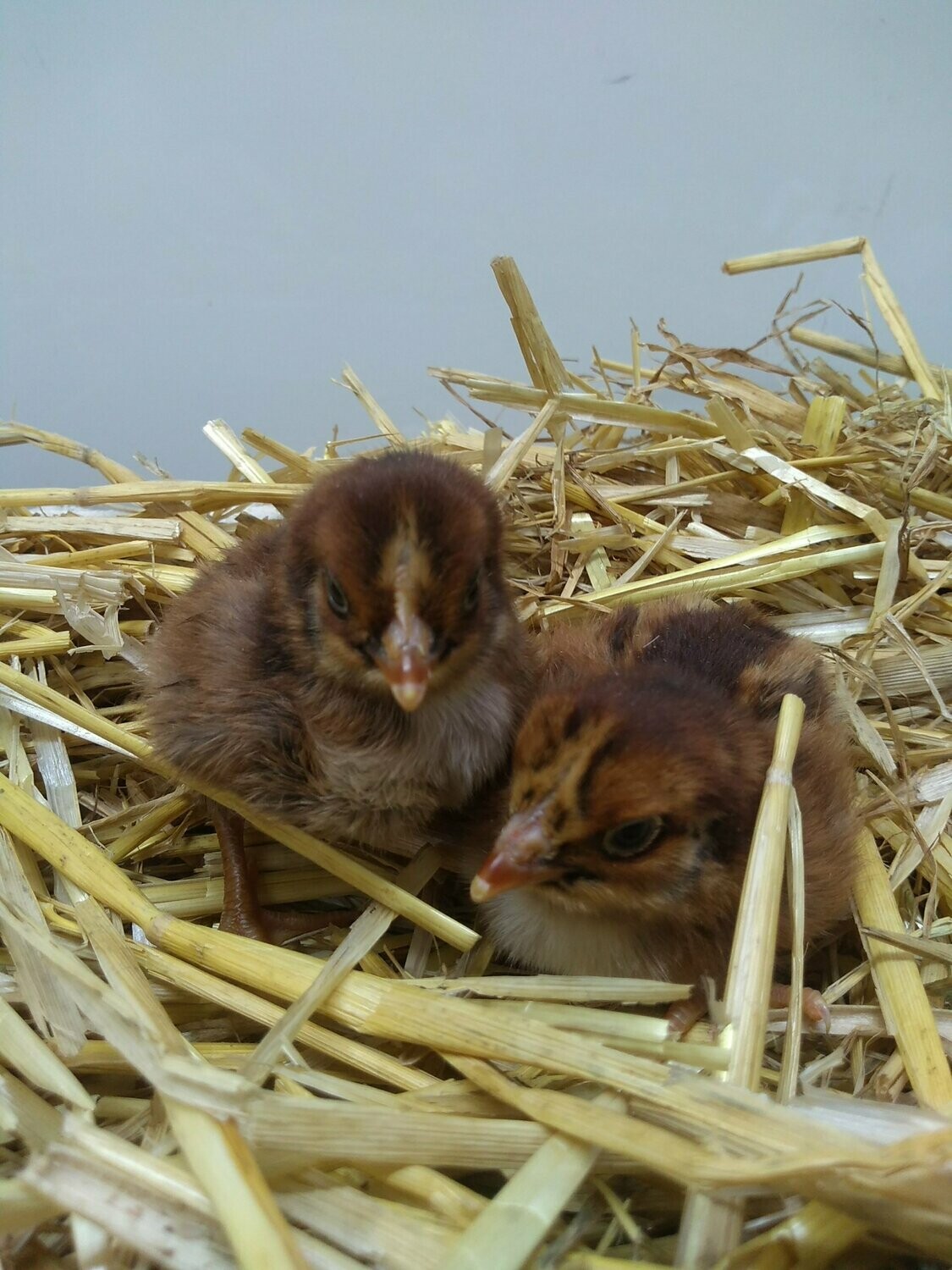 Barnevelder Chick (Unsexed)