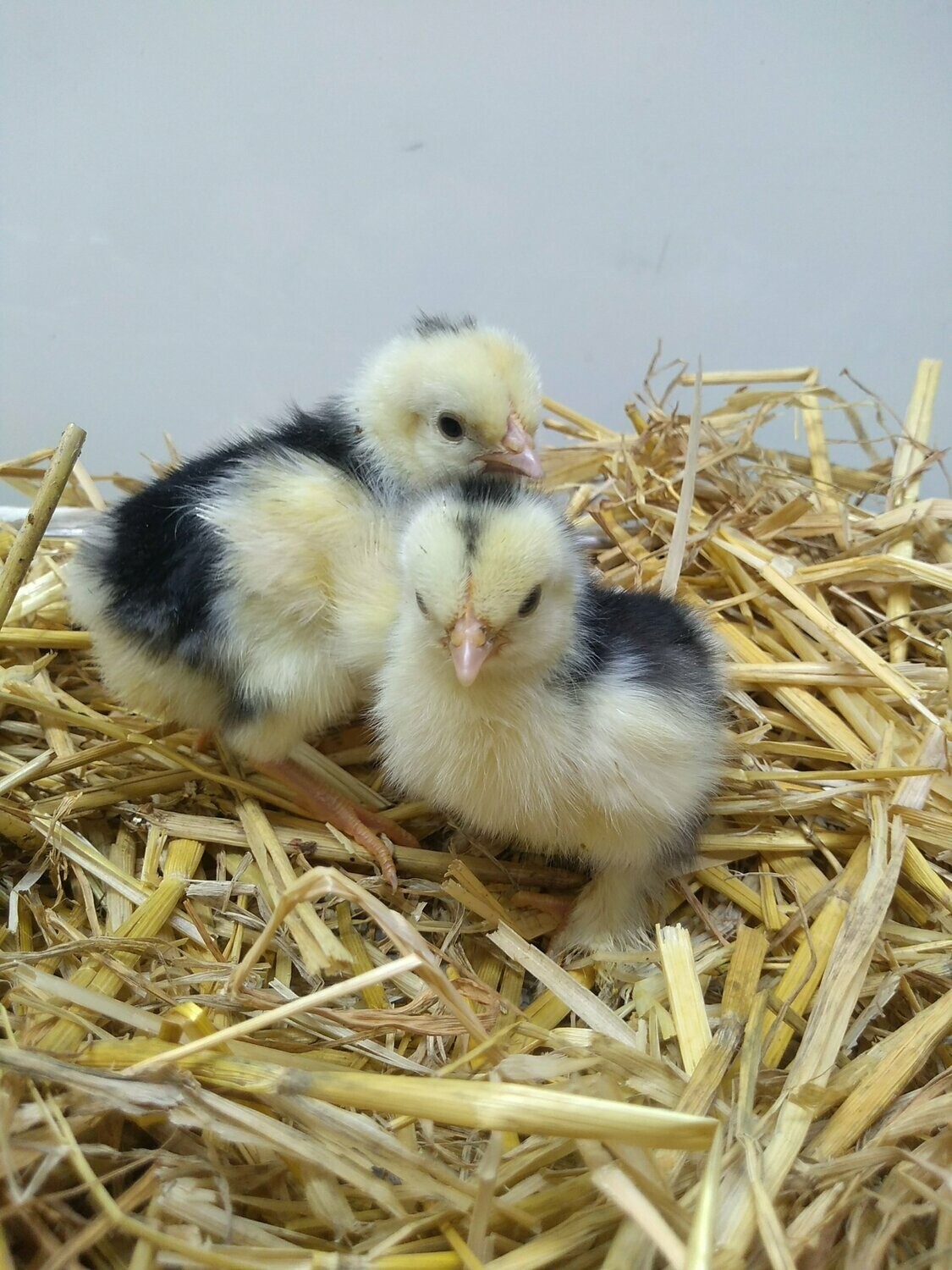 Black Mottled Pekin Chick (Unsexed)