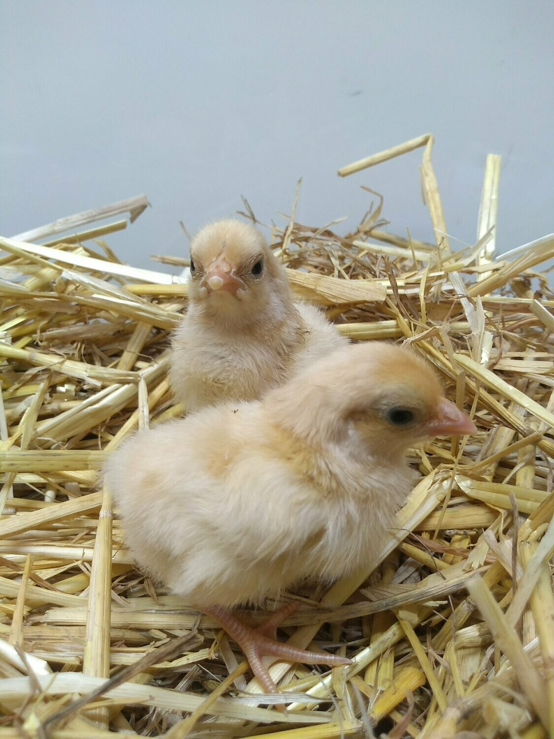 Buff Plymouth Rock Bantam Chick (Unsexed)