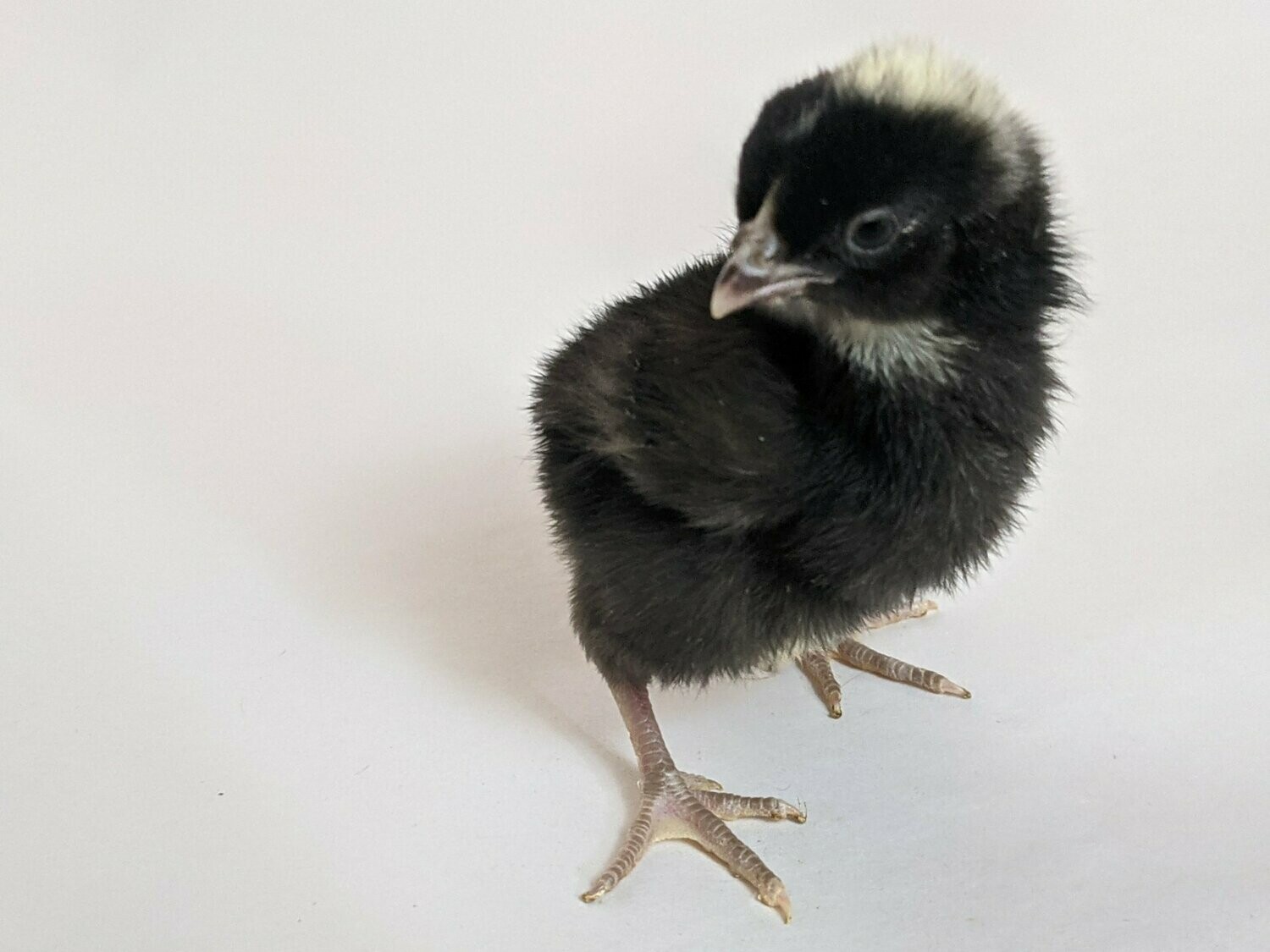 Cuckoo Maran Bantam Chick (Unsexed)