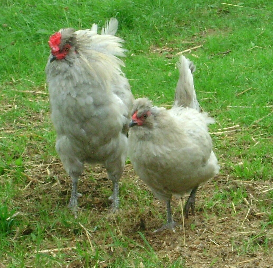 BANTAM Lavender Araucana Hen