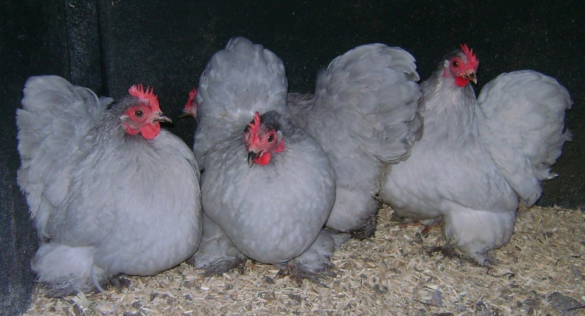 Bantam Hens for Sale
