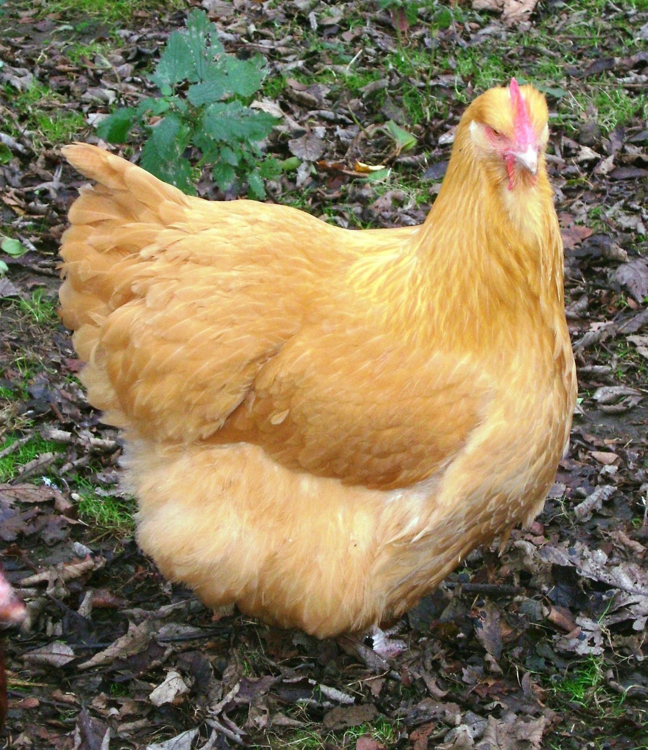 Buff Orpington Egg (Large Fowl) Mix'n'Hatch