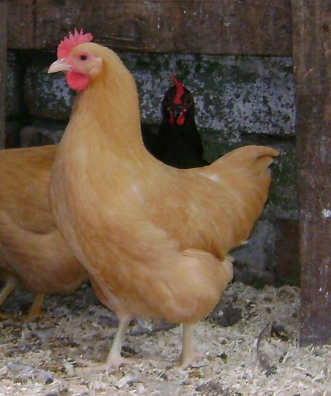 Buff Plymouth Rock Bantam Egg Mix'n'Hatch