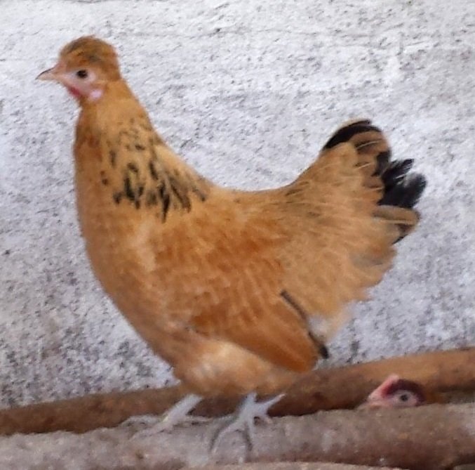 Gold Top Bantam Hatching Eggs (Pack of 6)