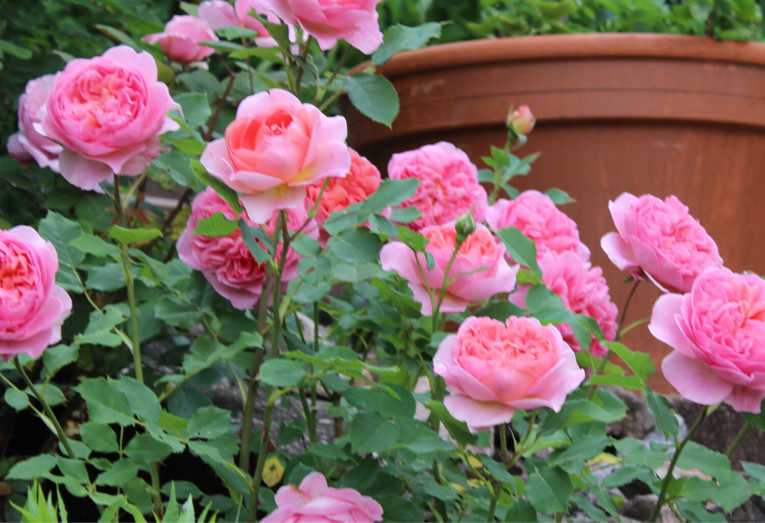 Boscobel (Auscousin) Strauchrose