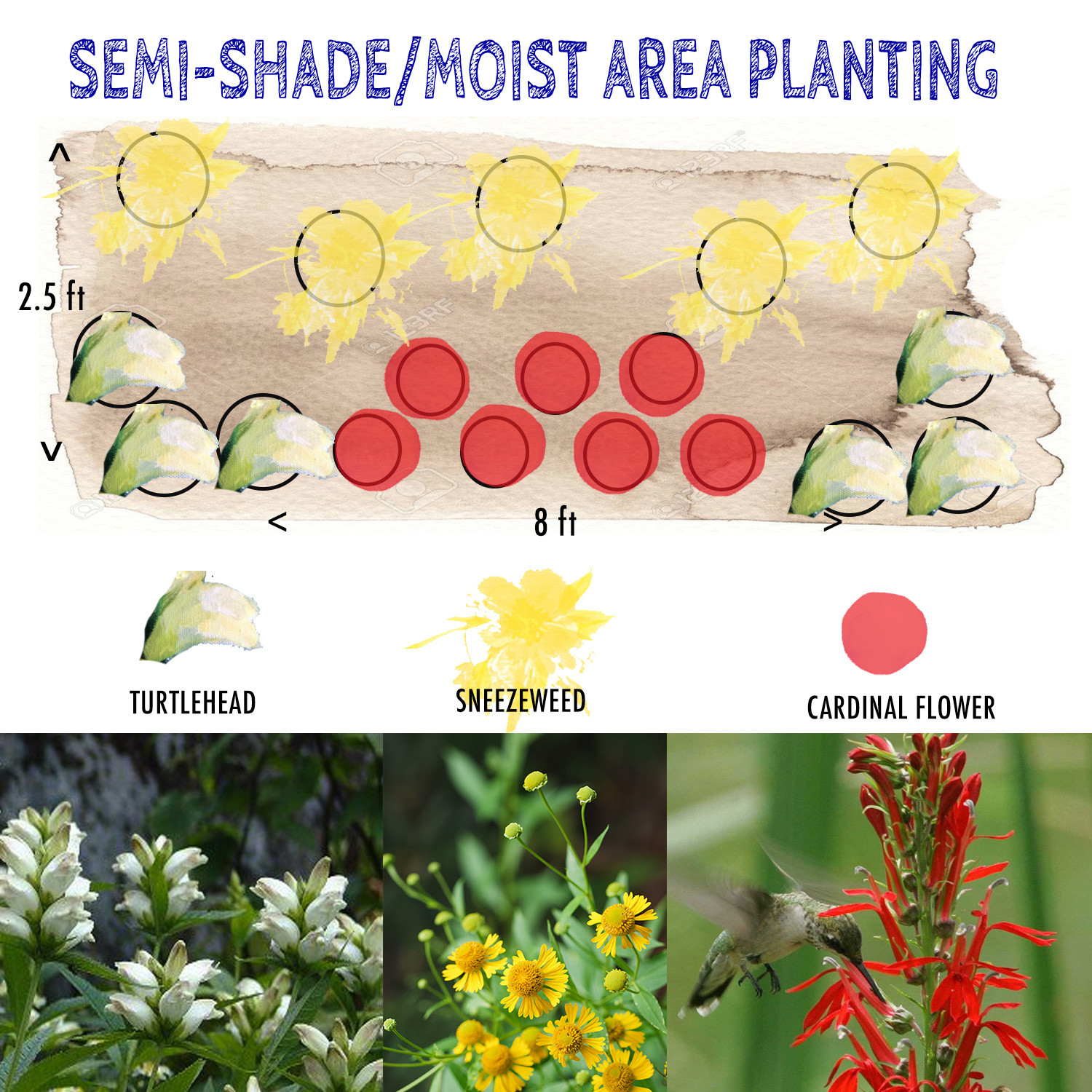 SemiShade/Moist Area Planting, 18 plants
