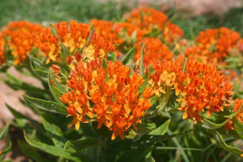 Asclepias tuberosa Butterfly Weed, 1 pot (large, bloomingsized)