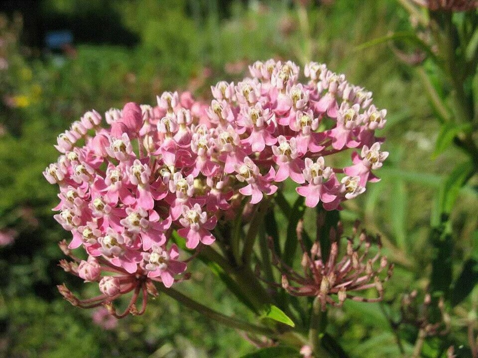Asclepias incarnata - Swamp Milkweed, #1 pot (large, blooming-sized)