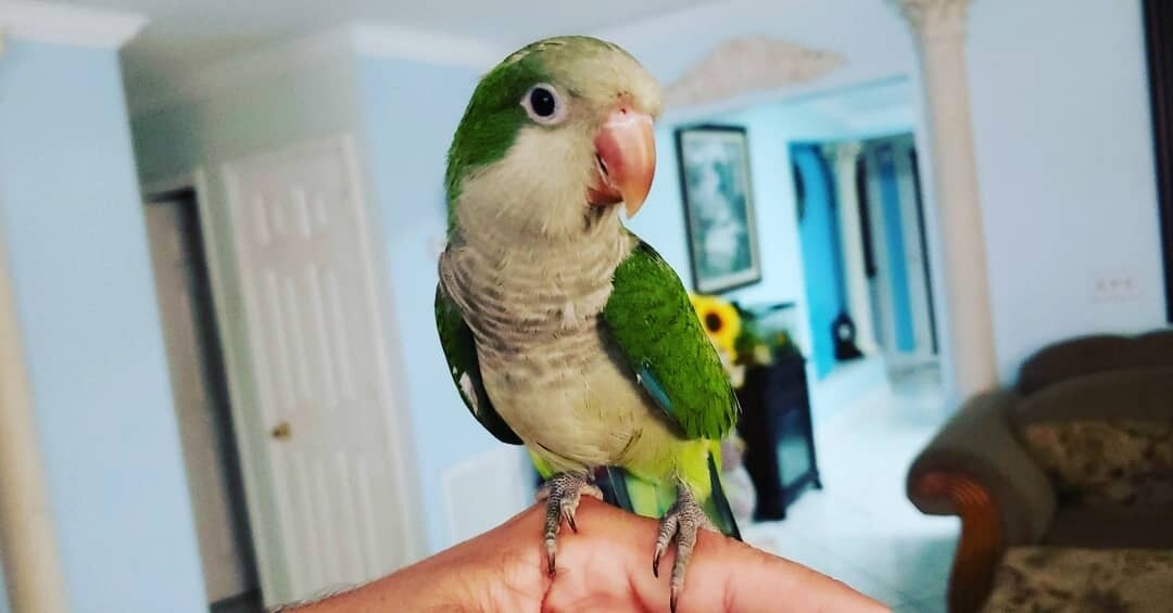 Green Quaker Parrot Adult
