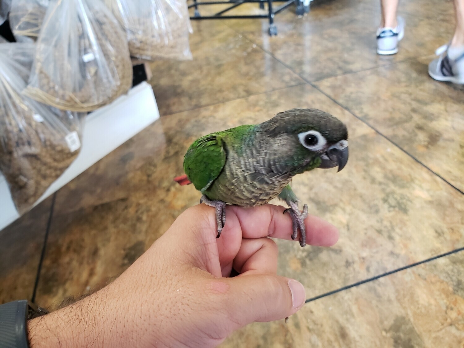 Conures For Sale