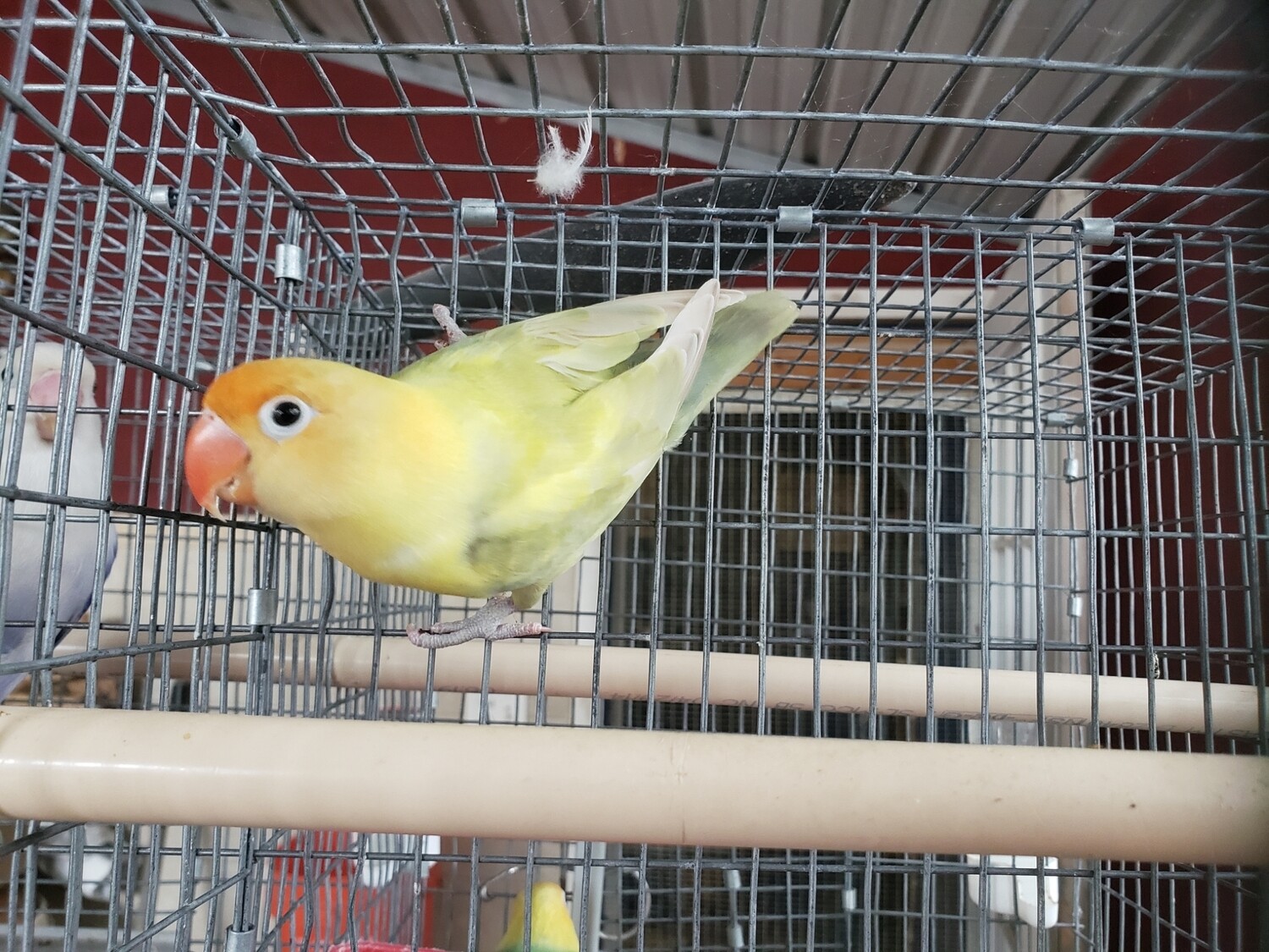 Adult Olive pastel Parblue Female Lovebird ( Cage#21) | Birds For Sale