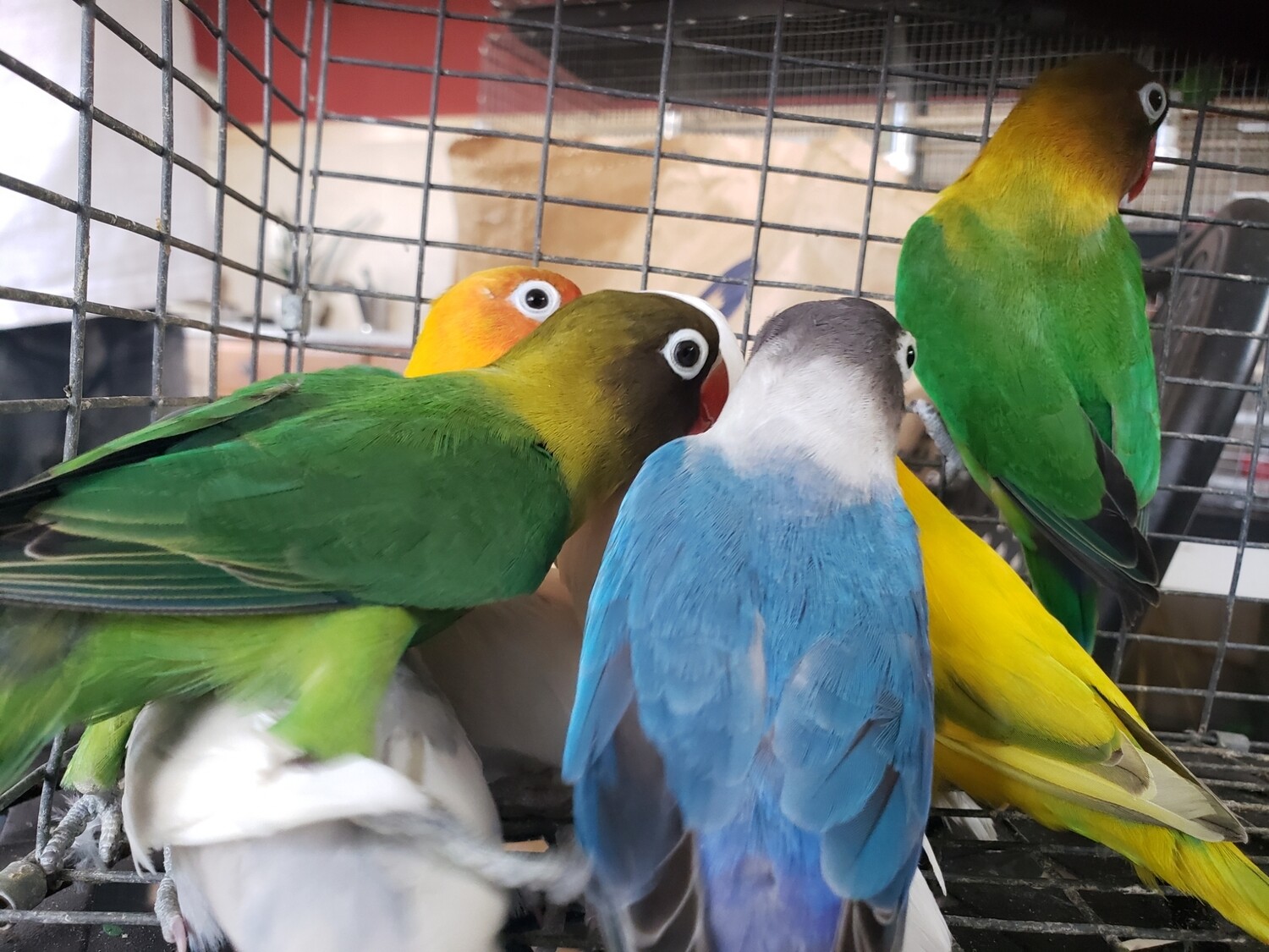 20 Lovebirds Mix colors Including Shipping cost. Birds For Sale