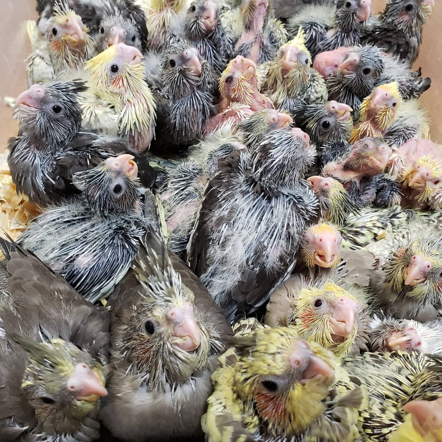Baby Cockatiels PreOrder