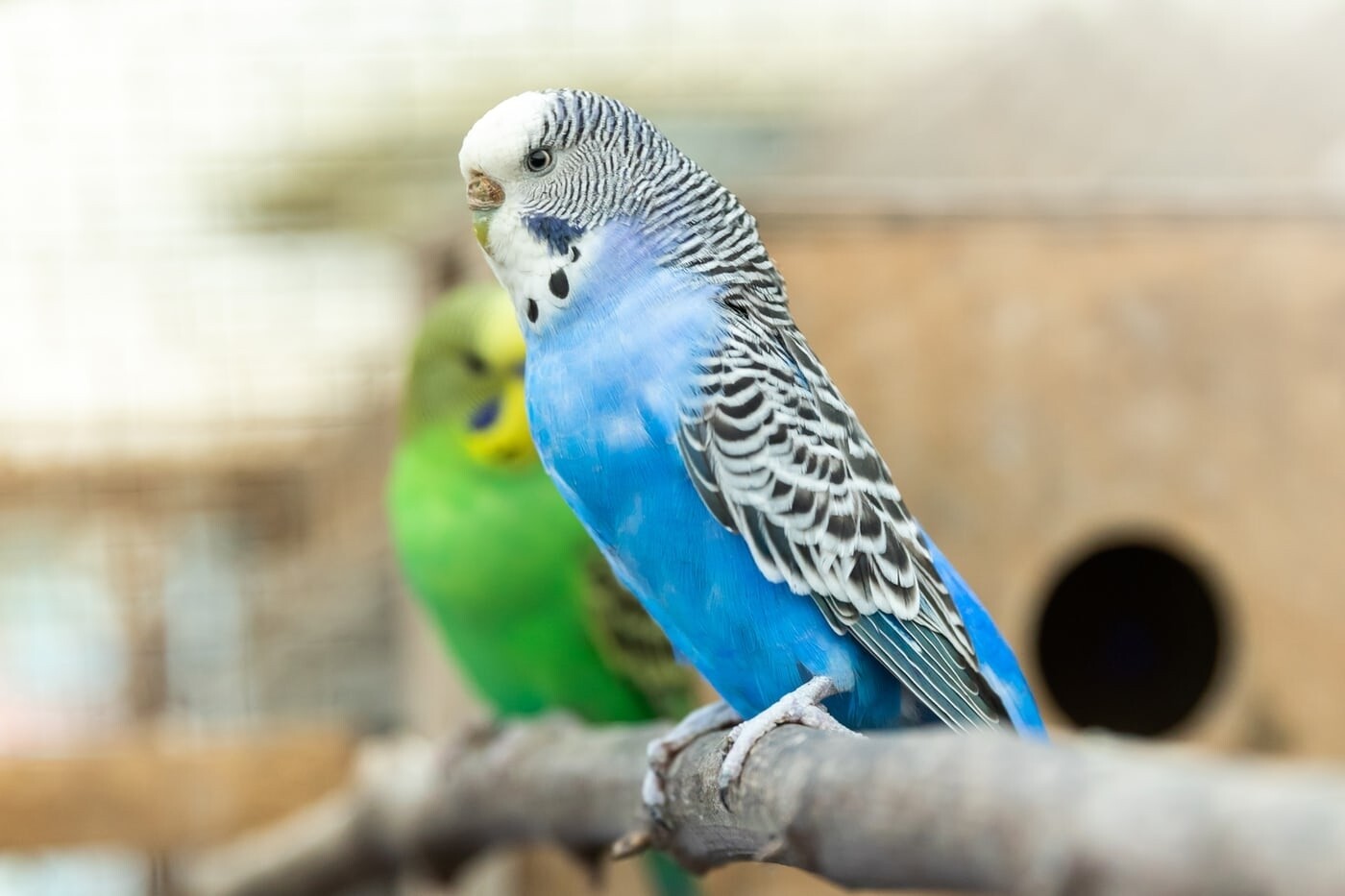 What's the difference between a budgie and a bush budgie