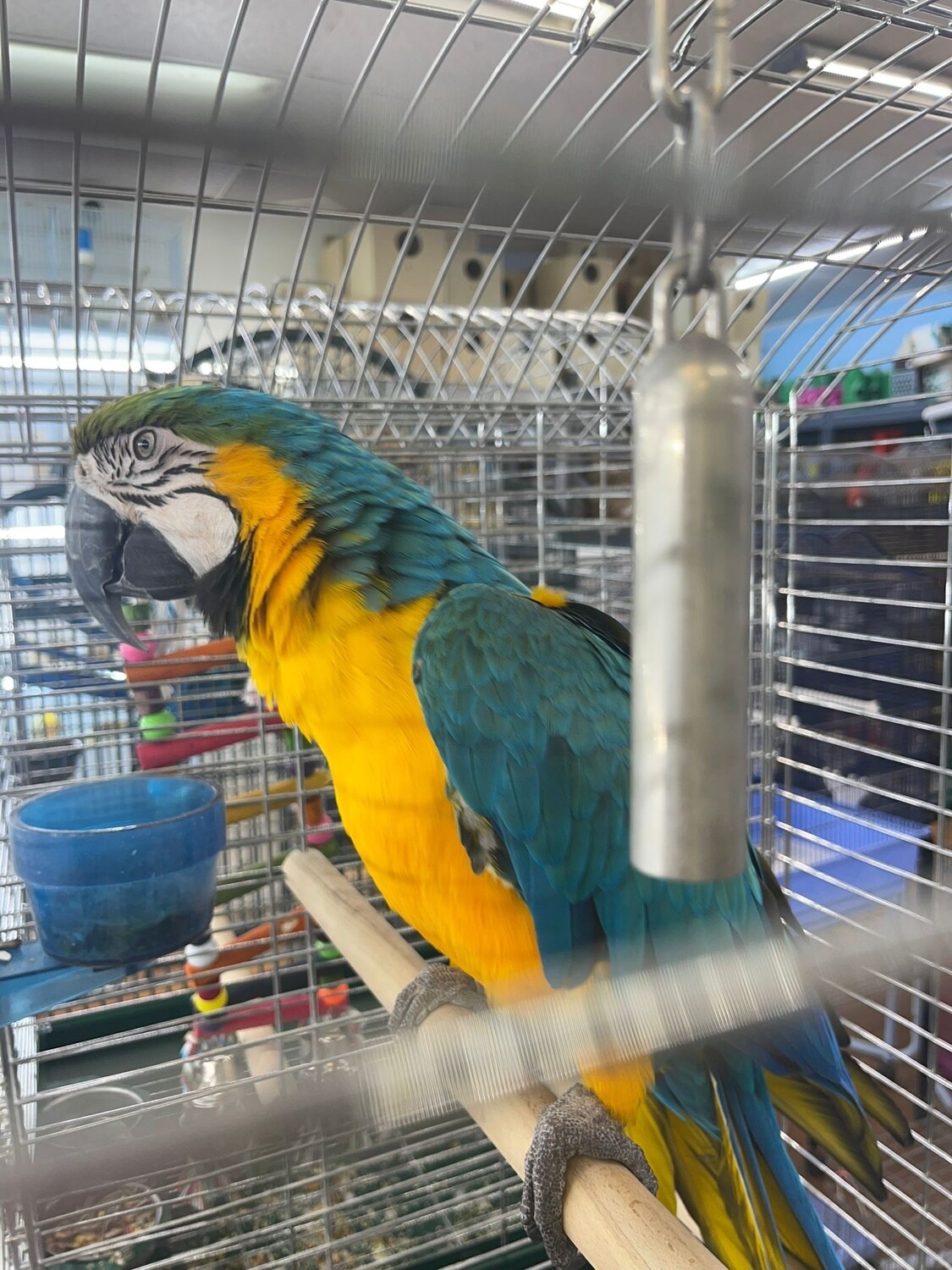 1 Blue and Gold Macaw 6 lady gouldian finches 2 Pink Parakeets Birds