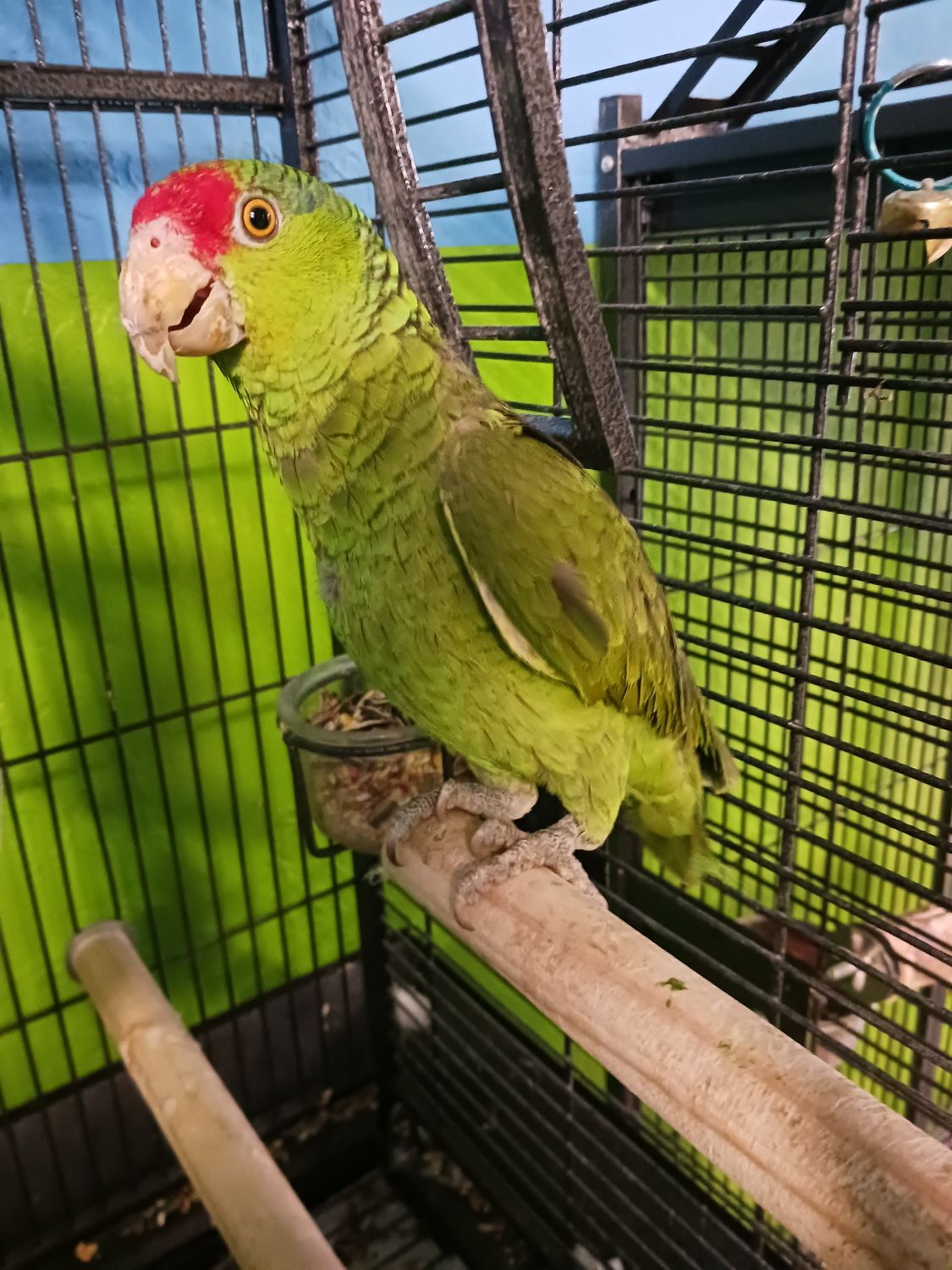 Red Fronted Amazon Birds For Sale TampaLovebirds birds for sale
