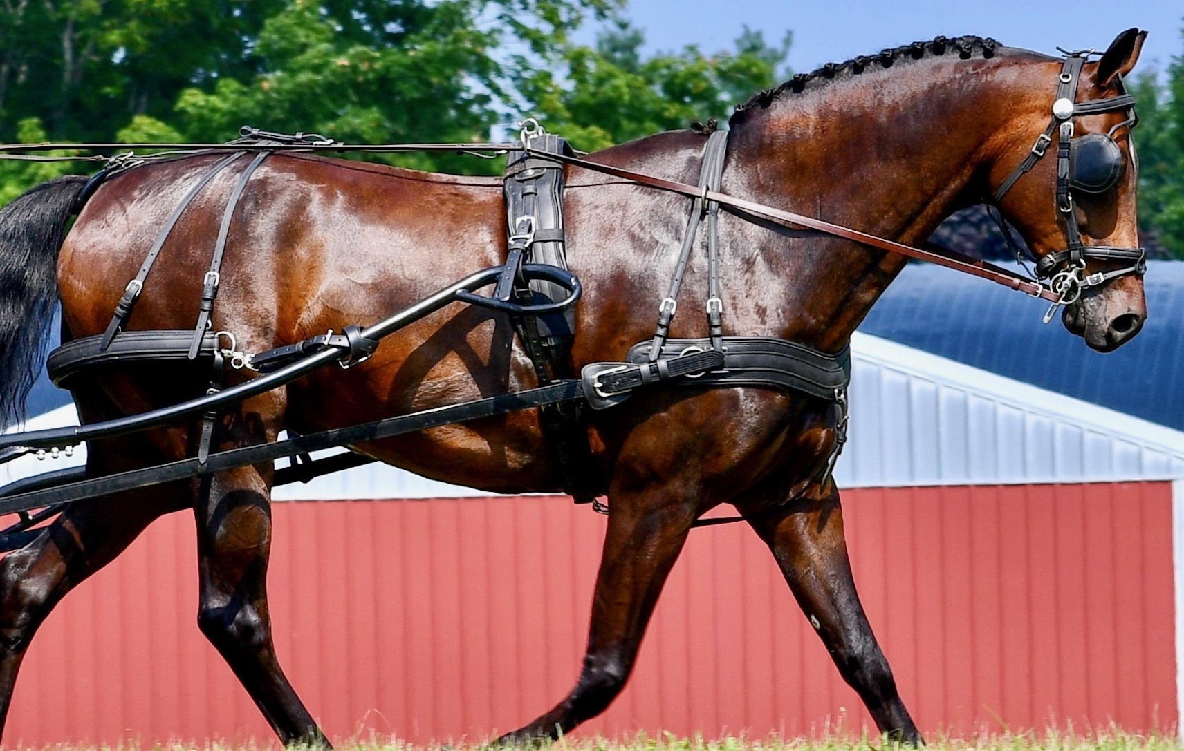 Harnesses Chrysalis Acres Equipment for the Carriage Driving Horse and Driver