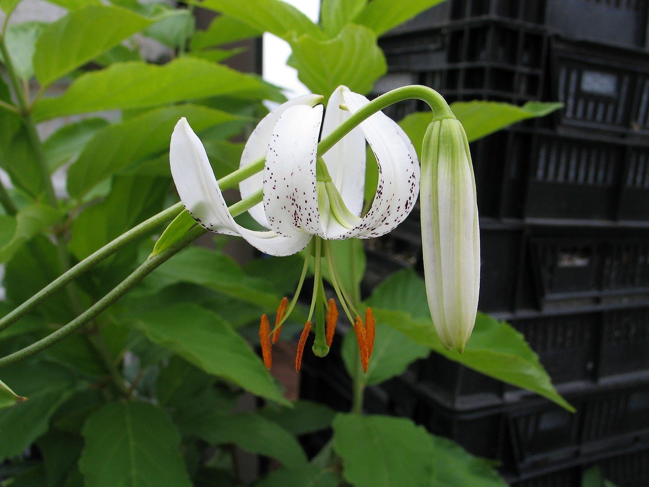 Lilium duchartrei, tuoksulilja