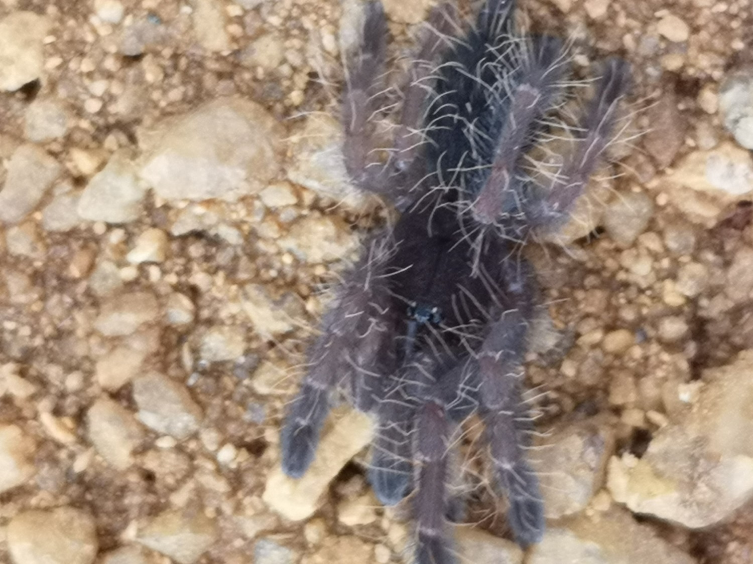 Phormingochilus sp rufus Peach Earth Tiger (23cm)