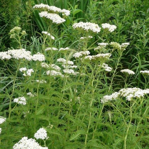 Native Yarrow (Achillea millefolium)