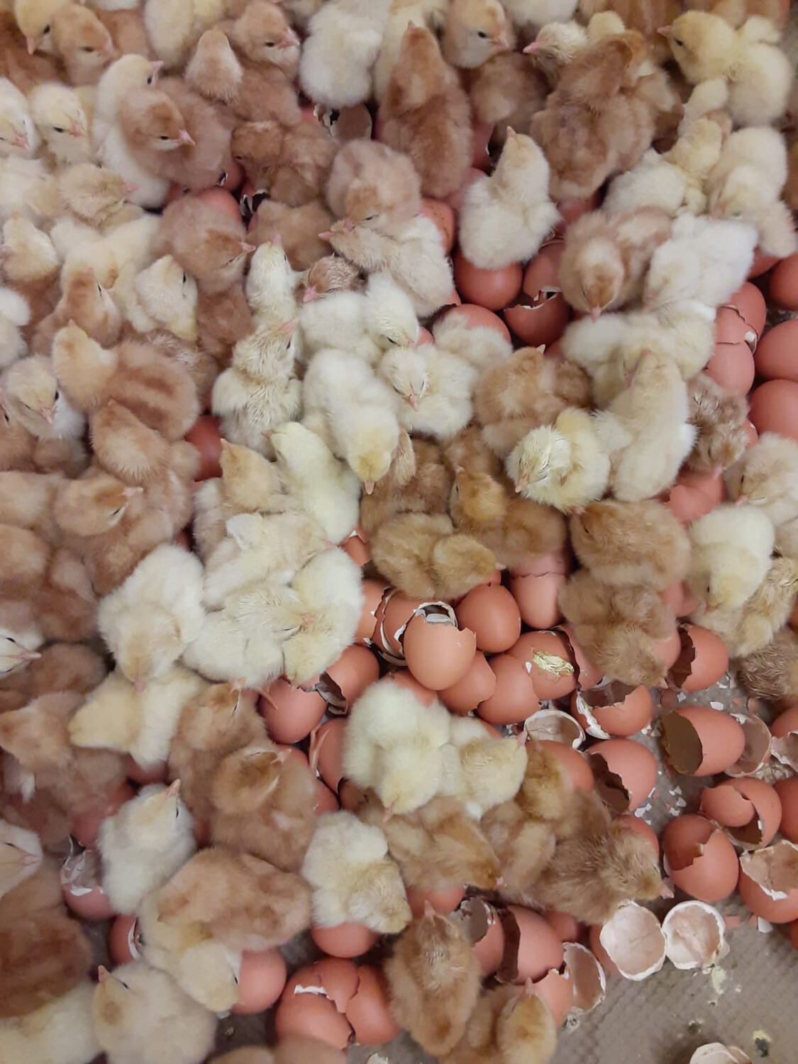 NOVOgen Brown Egg Layer Chicks
