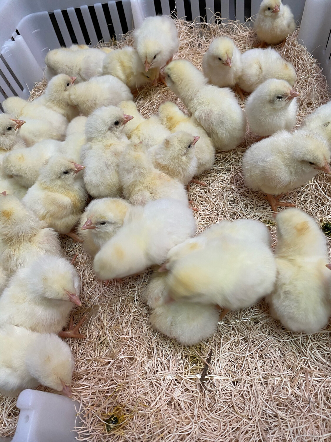 Commercial White Egg Layer Chicks