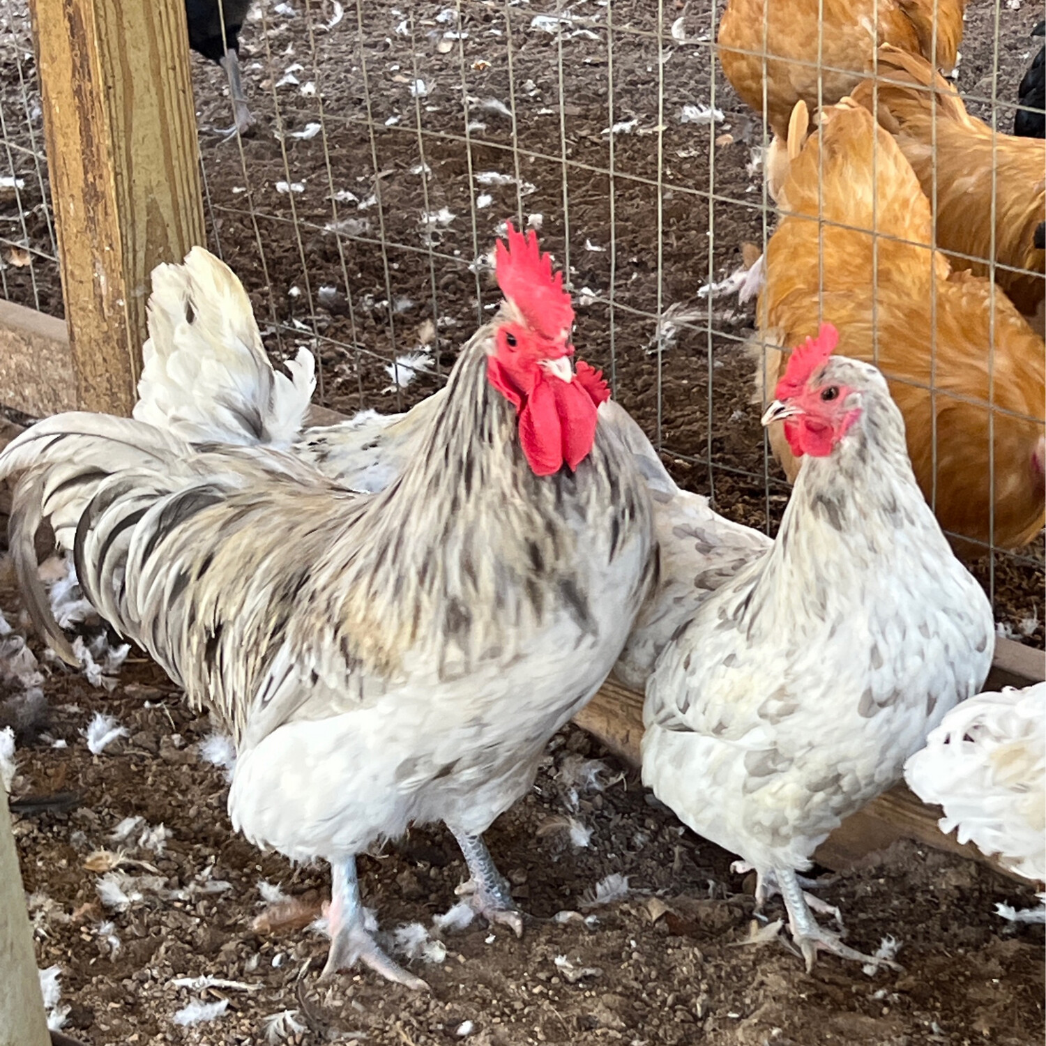 Splash Australorp Chicks