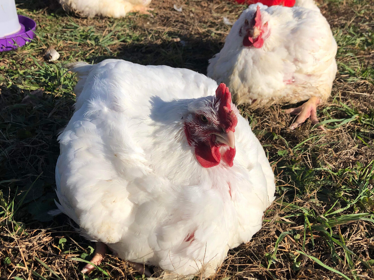 Cornish Cross Broiler Chicks