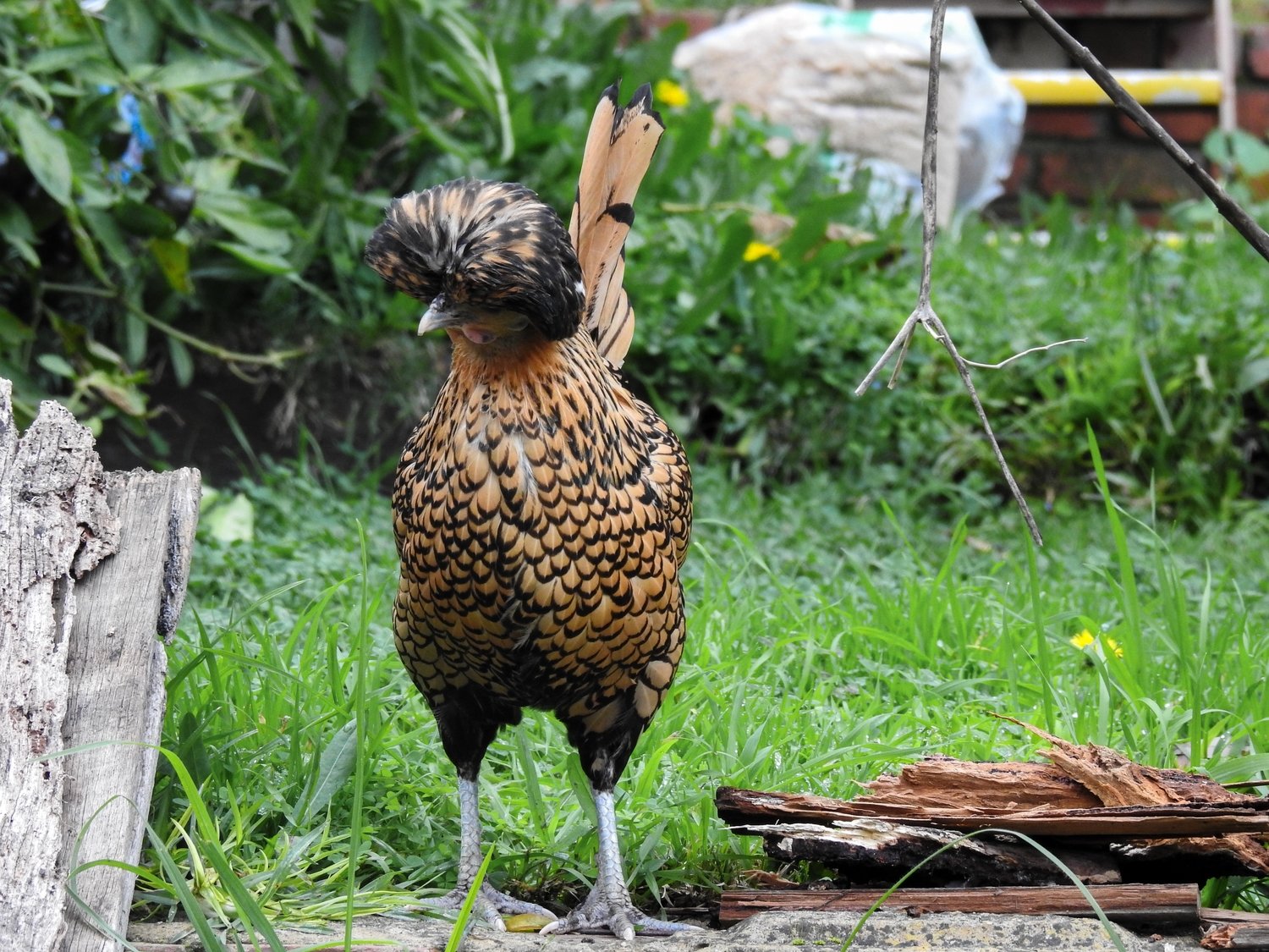 Gold Laced Polish Chicks