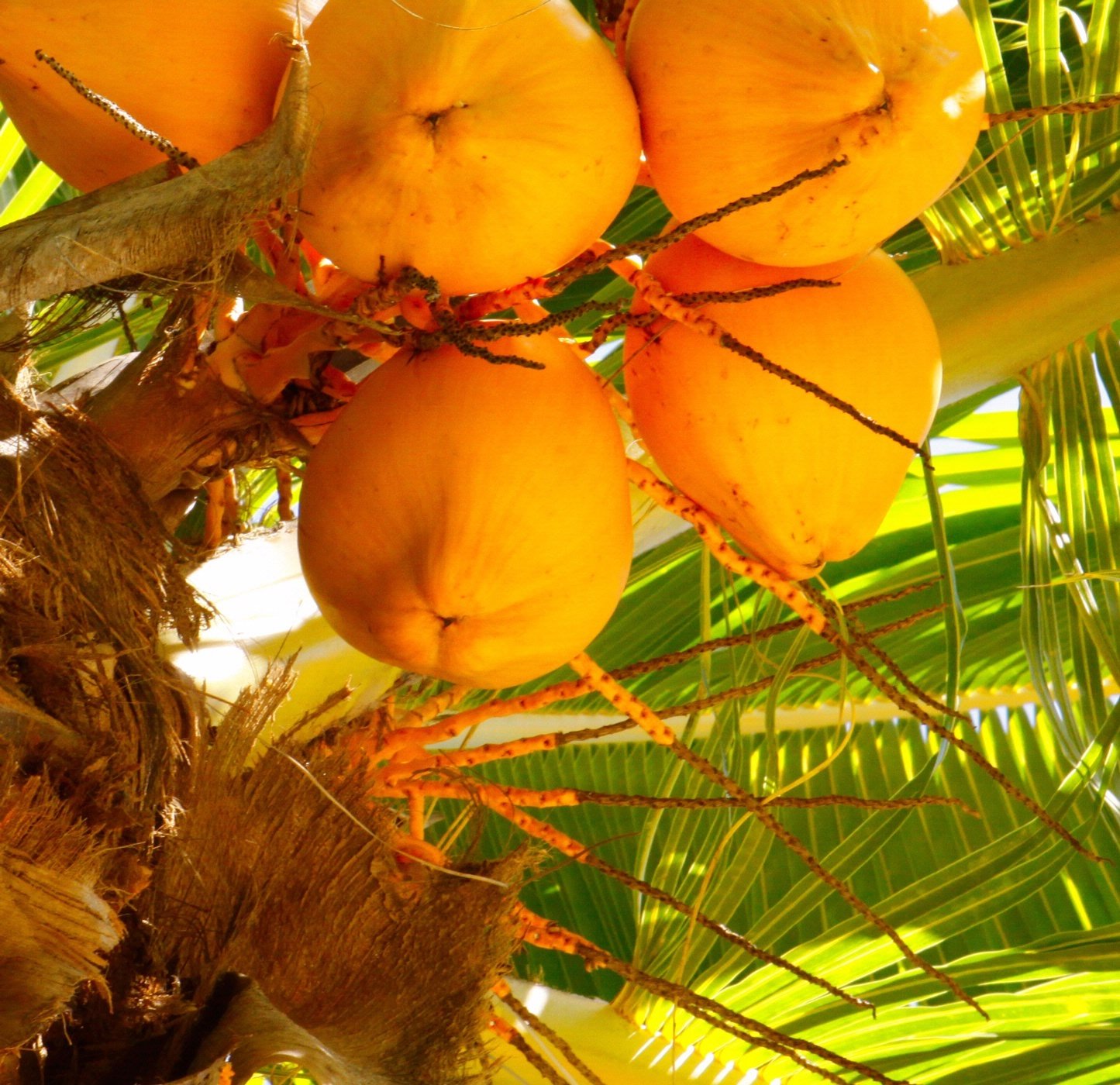 Order Fresh Coconut, Organic Young Coconut, Orange King