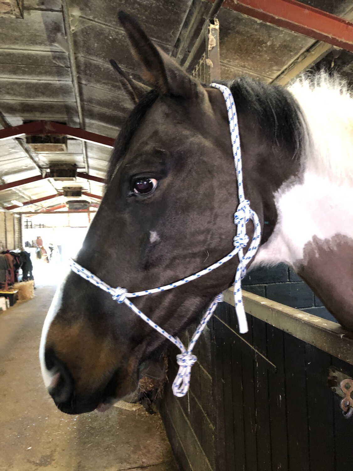 Richard Maxwell online