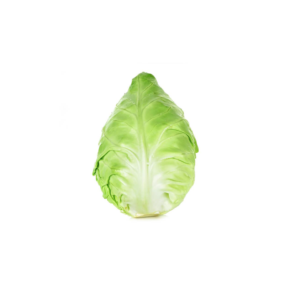 Sharp Head Cabbage (HT)