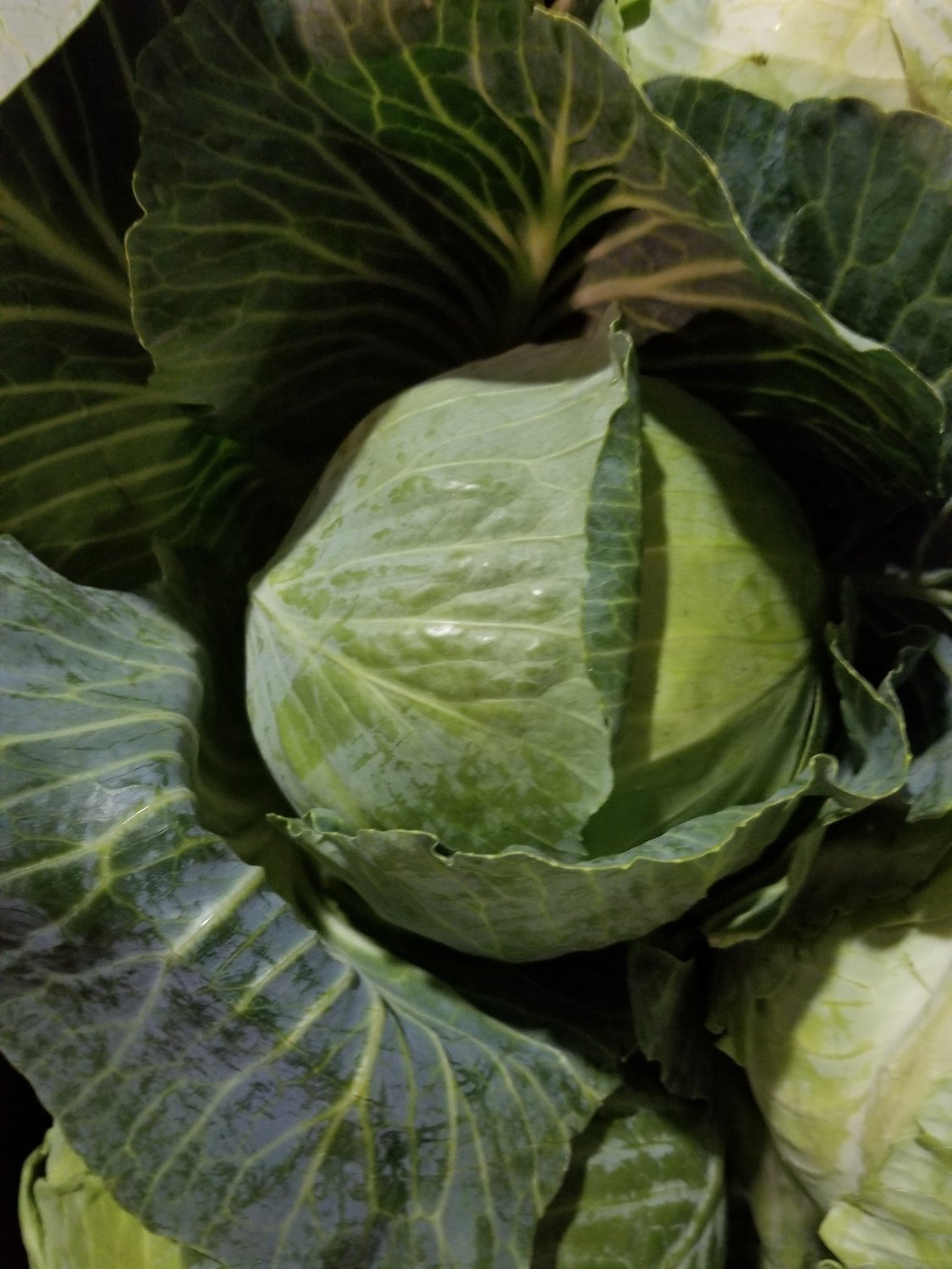 Cabbage 1618 ct. box (PW)