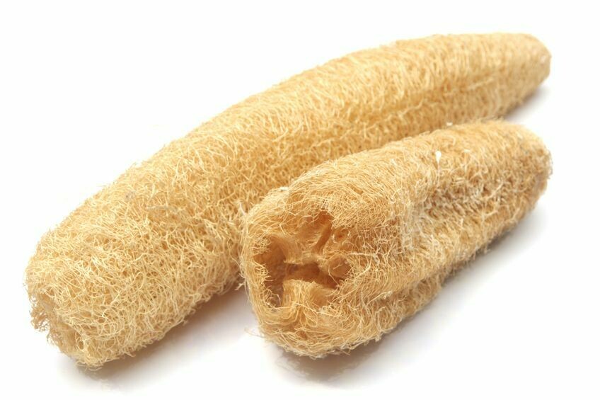 Loofah Plant Sponge Large Online Store Core Pack