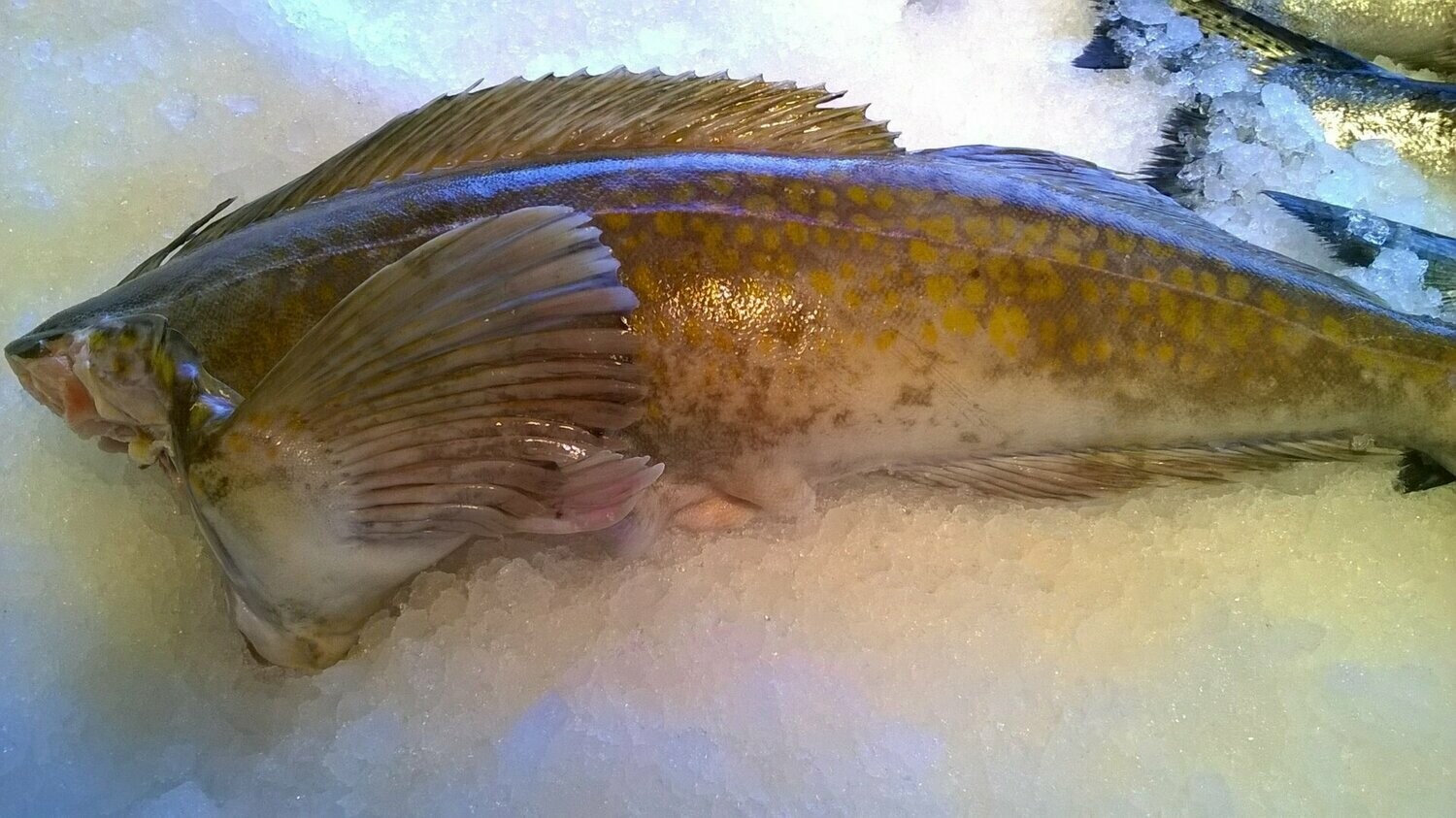 Ling Cod whole, cleaned head off then we filet for free