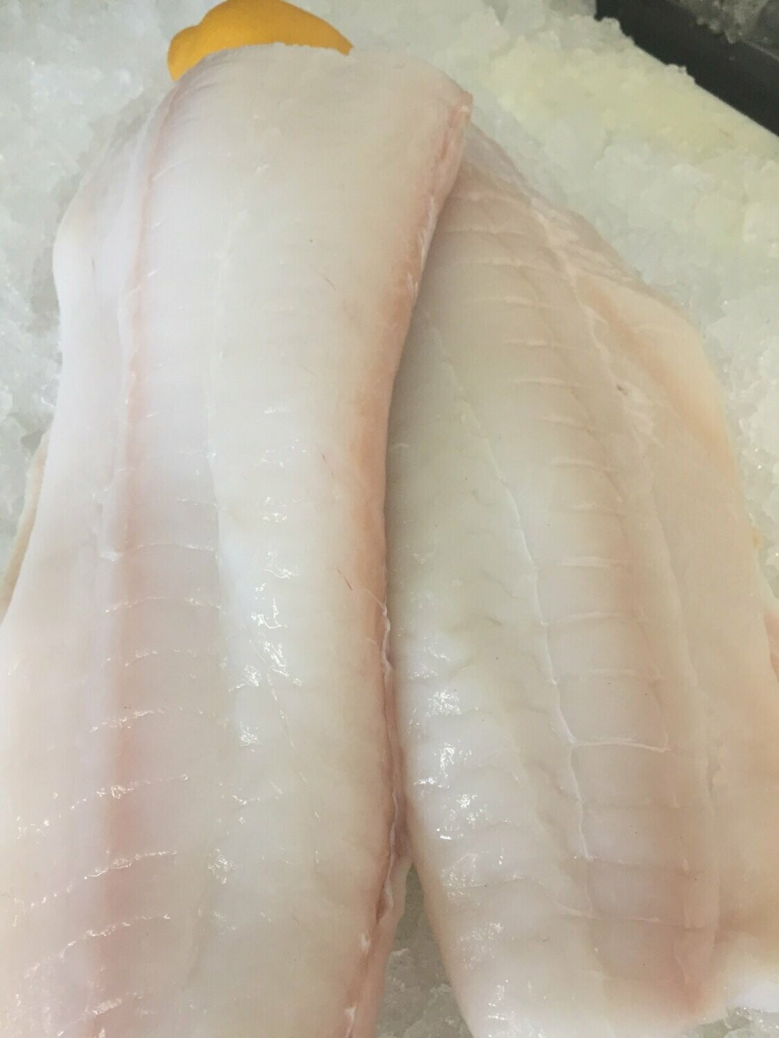 Halibut Filet