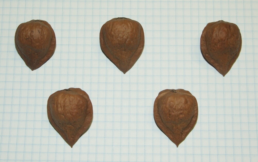 Орех Сердцевидный Купить Саженцы В Москве