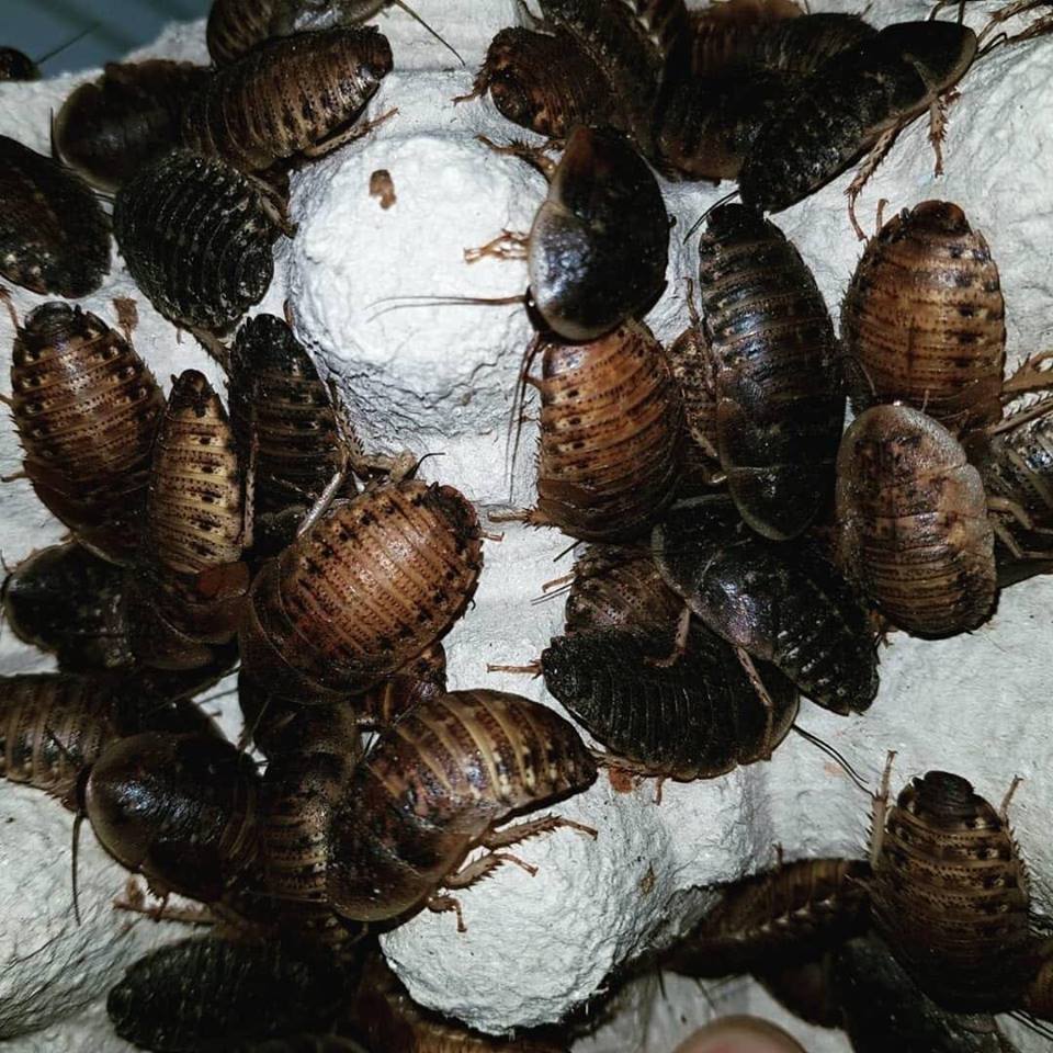 DUBIA ROACHES